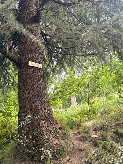 Табличка Баня за деревом тропинка вверх дальше по указательным .